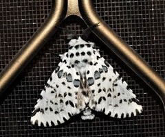 Kamalia australis