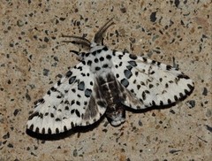 Kamalia australis