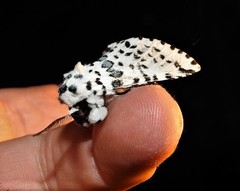 Kamalia australis