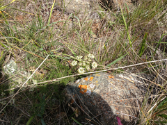 Lomatium dasycarpum