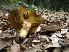Phylloporus pelletieri