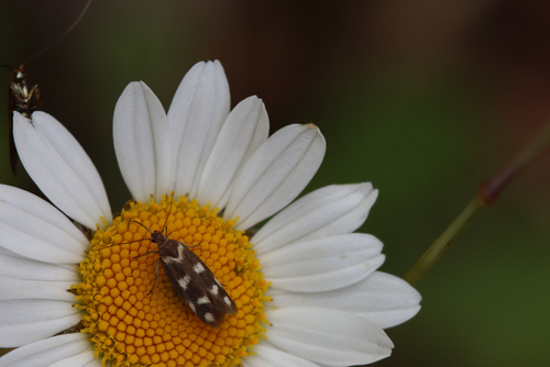 Scythris scopolella