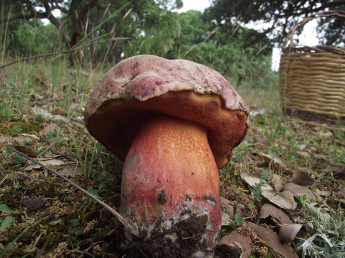 Rubroboletus legaliae image