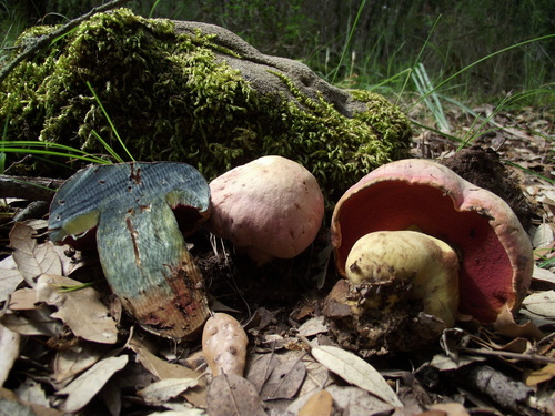 Rubroboletus lupinus — (c) Davide Puddu, some rights reserved (CC BY)