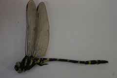 Cordulegaster erronea