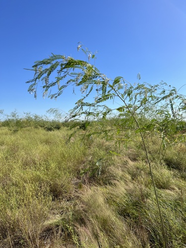 Sesbania brachycarpa iNat (2)