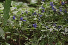 Palicourea cyanococca