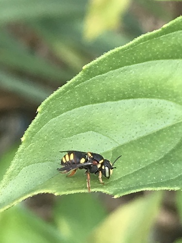 Anthidiellum turneri (Anthidiellum turneri)