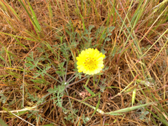 Layia platyglossa
