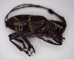 Acridoschema ligatum