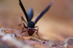 Polistes erythrocephalus
