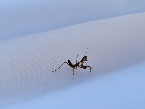 California Mantis photo 4