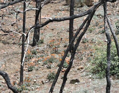 Image of Packera greenei by (c) Alex, some rights reserved (CC BY)