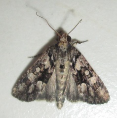 Bryophila leucomelaena