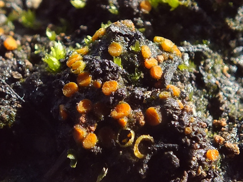 Byssonectria deformis image