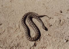 Vipera berus bosniensis