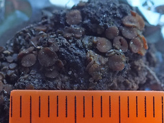 Ascobolus carbonarius