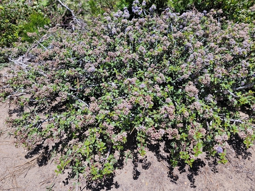 Image of Ceanothus pinetorum by no rights reserved