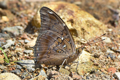 Historis acheronta