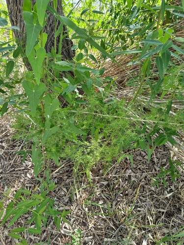 Asparagus persicus, photograph 2