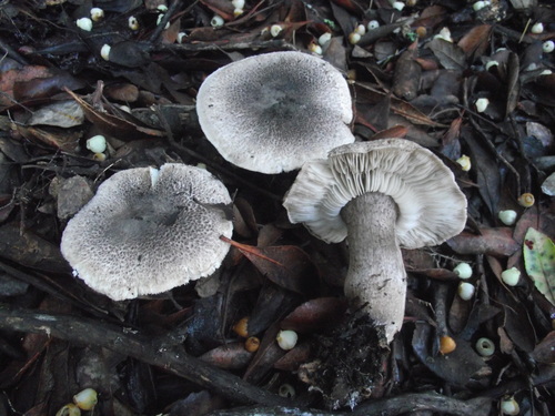 Tricholoma atrosquamosum image