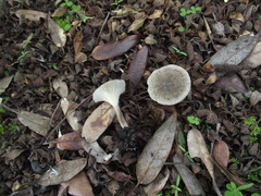 Image of Clitocybe font-queri
