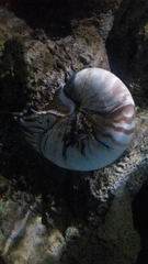 Nautilidae