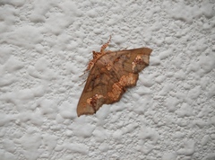 Lopharthrum comprimens