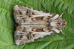 Agrotis vestigialis