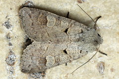 Ammoconia caecimacula