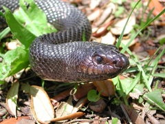 Pituophis melanoleucus lodingi