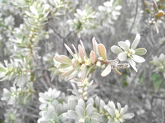 Thymelaea tartonraira tartonraira