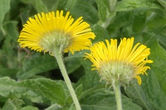 Pulicaria dysenterica