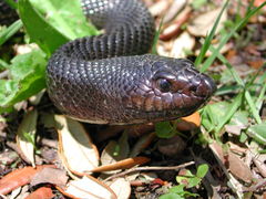 Pituophis melanoleucus lodingi