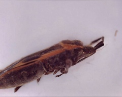 Physopelta dentipes
