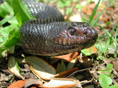 Pituophis melanoleucus lodingi