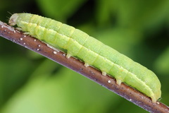 Ammoconia caecimacula