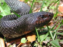 Pituophis melanoleucus lodingi