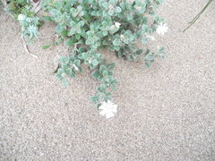 Silene succulenta corsica