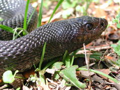 Pituophis melanoleucus lodingi