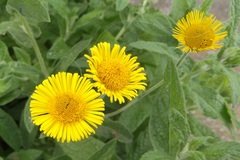 Pulicaria dysenterica