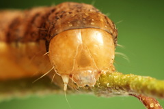 Ammoconia caecimacula