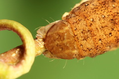 Ammoconia caecimacula