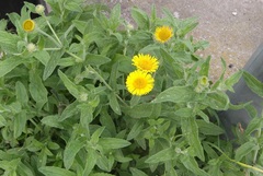 Pulicaria dysenterica