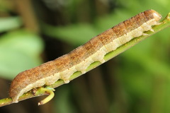 Ammoconia caecimacula