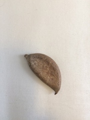Millettia