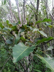 Metopium brownei