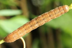 Ammoconia caecimacula