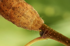 Ammoconia caecimacula