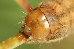 Ammoconia caecimacula